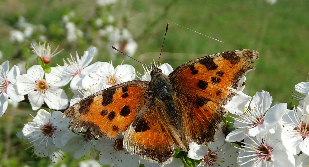 Rusałka drzewoszek (Nymphalis xanthomelas)