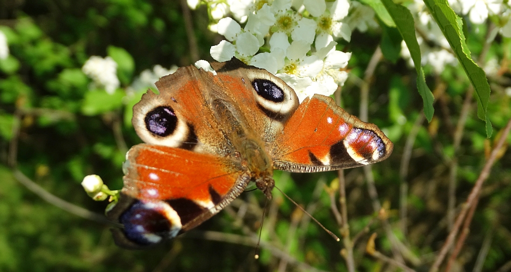Rusałka pawik (Inachis io)