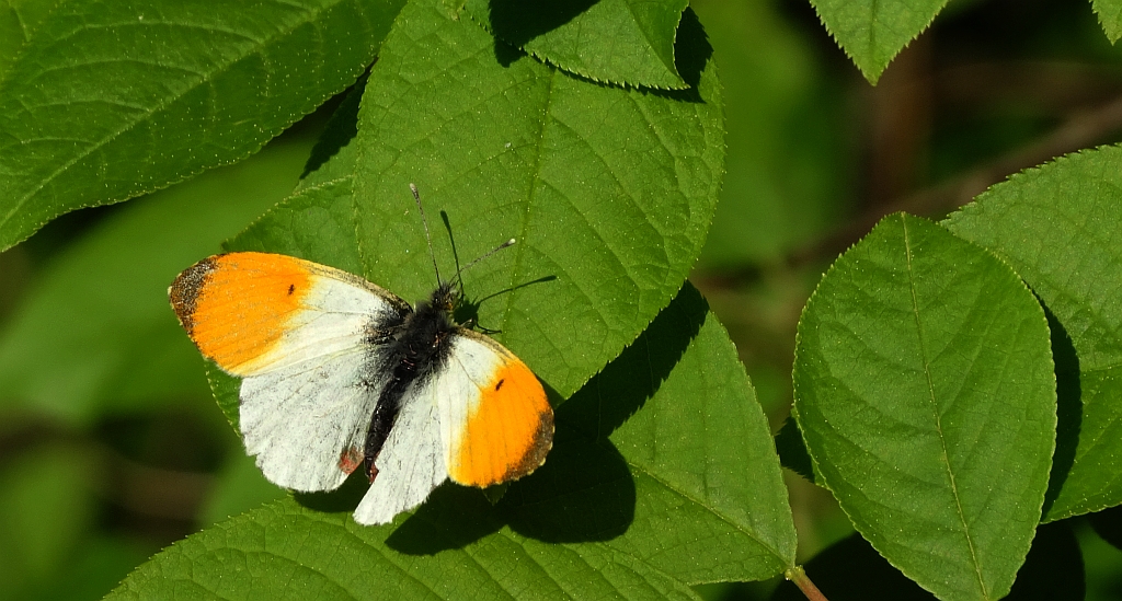 Zorzynek rzeżuchowiec (Anthocharis cardamines)