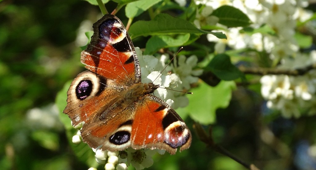 Rusałka pawik (Inachis io)