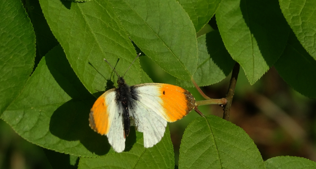 Zorzynek rzeżuchowiec (Anthocharis cardamines)