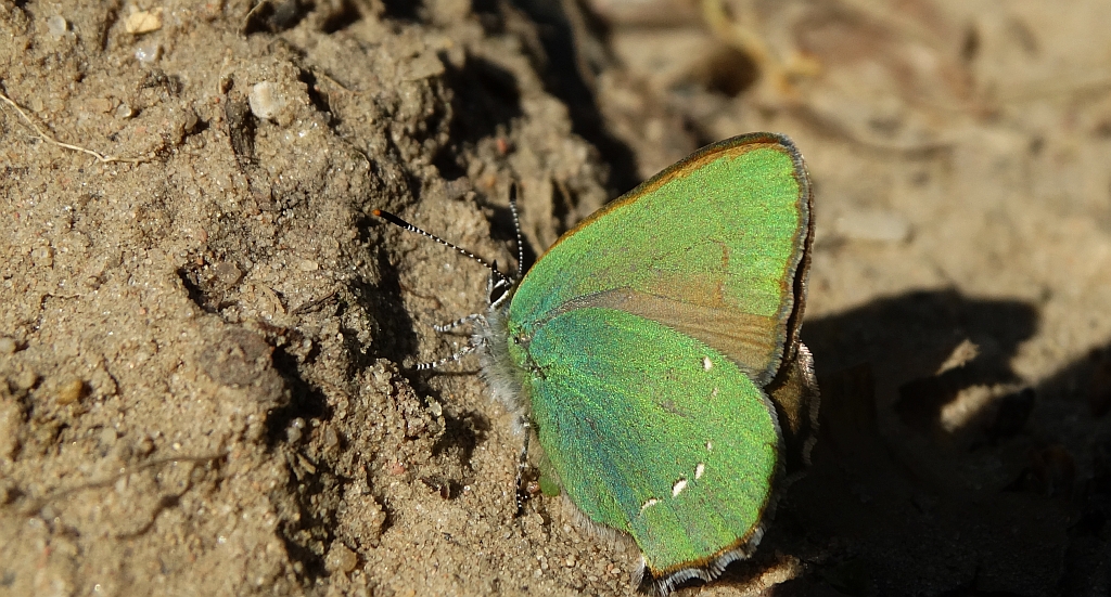 Zieleńczyk ostrężyniec (Callophrys rubi)