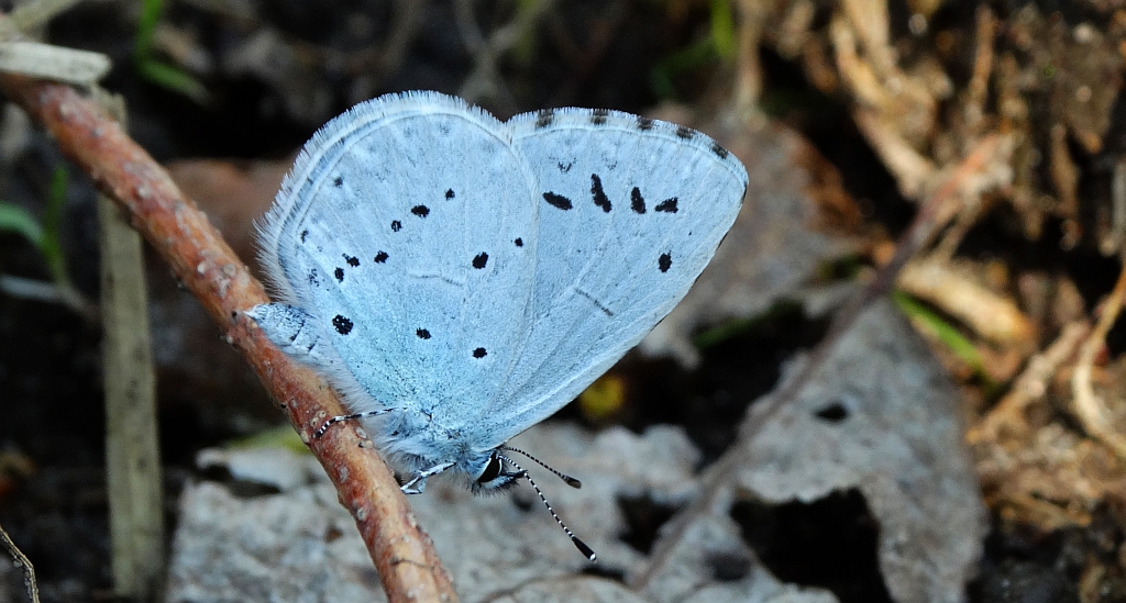 Modraszek wieszczek (Celastrina argiolus)