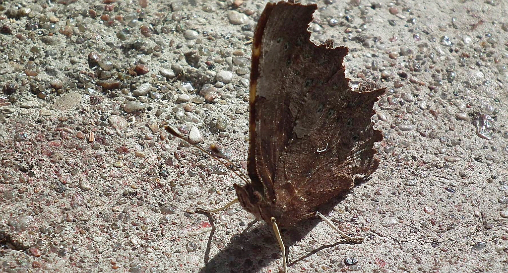Rusałka ceik (Polygonia c-album)