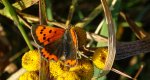 Czerwończyk żarek (Lycaena phlaeas syn. Lycaena phlaeoides)