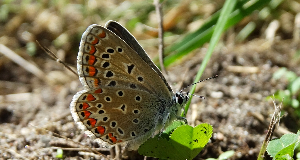 Modraszek adonis (Lysandra bellargus, Polyommatus bellargus)