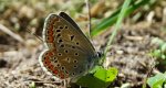Modraszek adonis (Lysandra bellargus, Polyommatus bellargus)