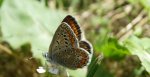 Modraszek adonis (Lysandra bellargus, Polyommatus bellargus)