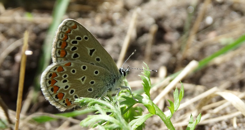 Modraszek adonis (Lysandra bellargus, Polyommatus bellargus)