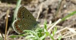 Modraszek adonis (Lysandra bellargus, Polyommatus bellargus)