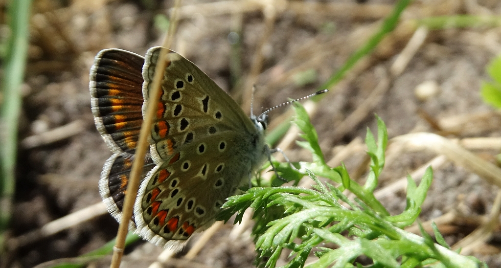 Modraszek adonis (Lysandra bellargus, Polyommatus bellargus)