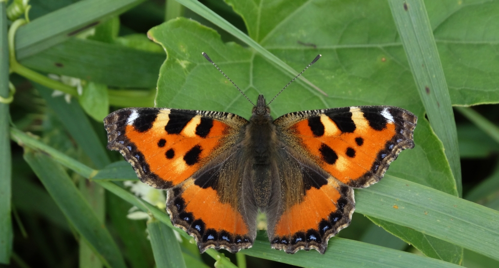 Rusałka pokrzywnik (Aglais urticae)
