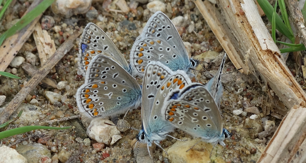 Modraszek ikar, mnogooczak ikar (Polyommatus icarus)