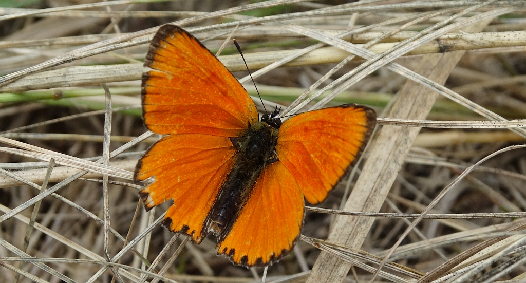 Czerwończyk dukacik (Lycaena virgaureae)