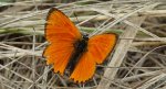 Czerwończyk dukacik (Lycaena virgaureae)