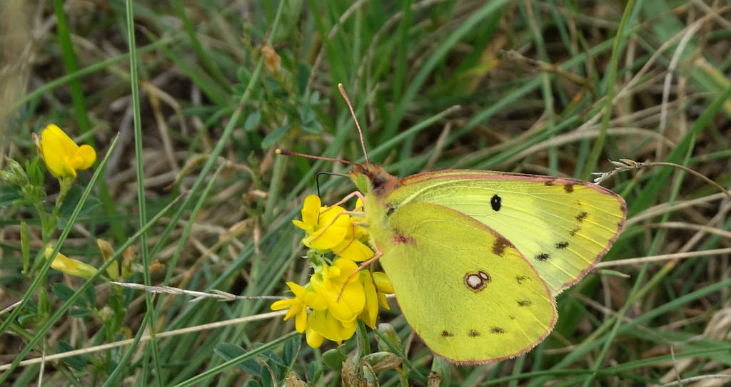 Szlaczkoń siarecznik (Colias hyale)