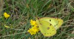 Szlaczkoń siarecznik (Colias hyale)