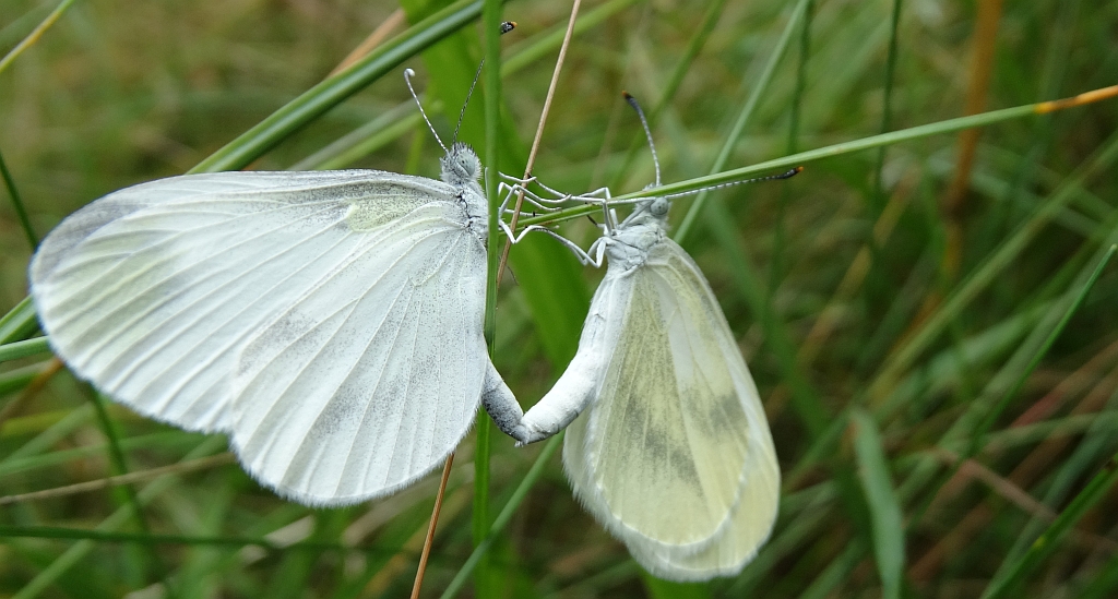 Wietek gorczycznik (Leptidea sinapis)