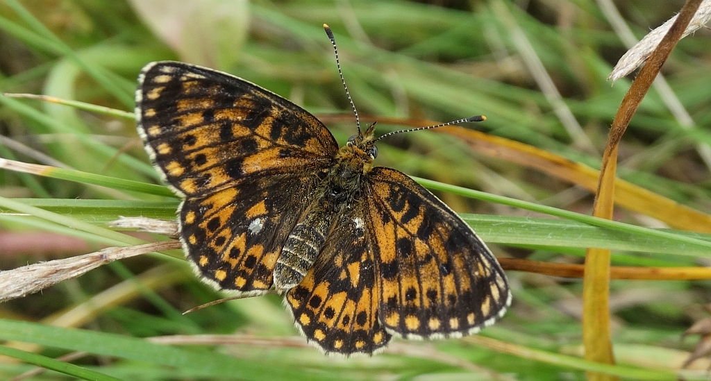 Dostojka dia (Boloria dia )