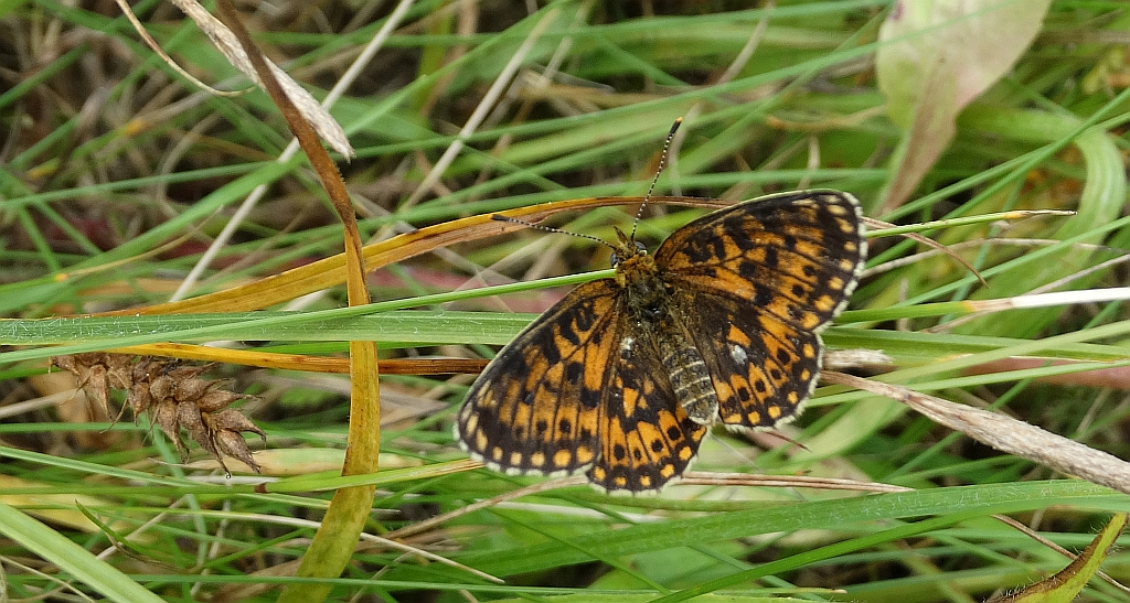 Dostojka dia (Boloria dia)