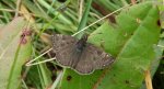 Powszelatek brunatek (Erynnis tages)