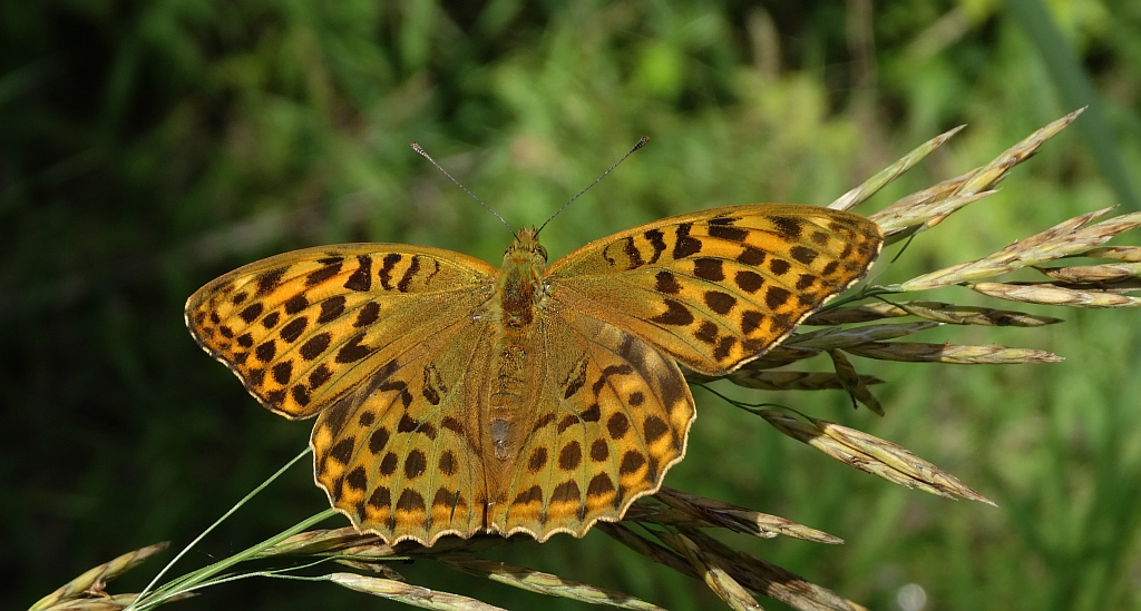 Perłowiec malinowiec, dostojka malinowiec (Argynnis paphia)