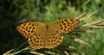 Perłowiec malinowiec, dostojka malinowiec (Argynnis paphia)