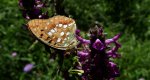Dostojka adype, perłowiec adype (Argynnis adippe)