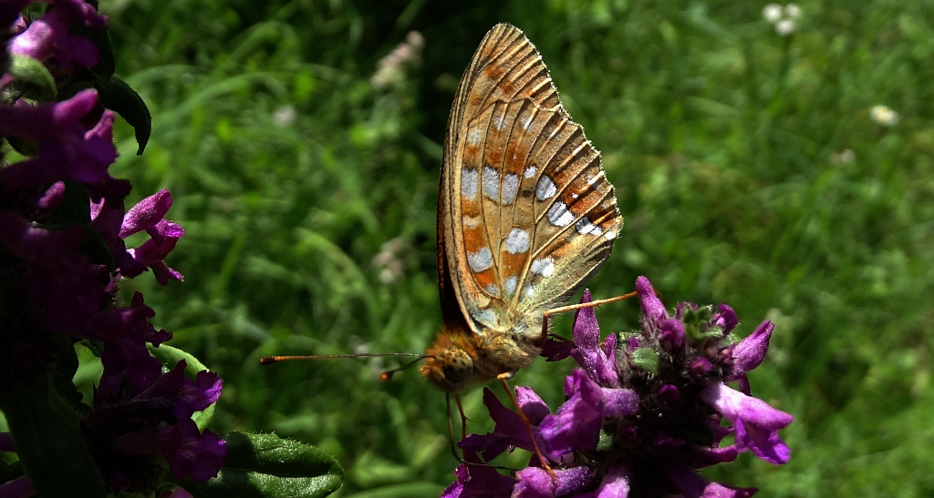 Dostojka adype, perłowiec adype (Argynnis adippe)