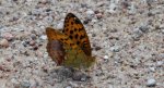 Dostojka laodyce (Argynnis laodice)