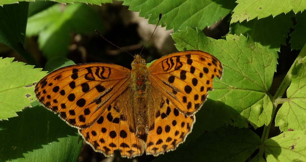 Dostojka laodyce (Argynnis laodice)