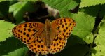 Dostojka laodyce (Argynnis laodice)