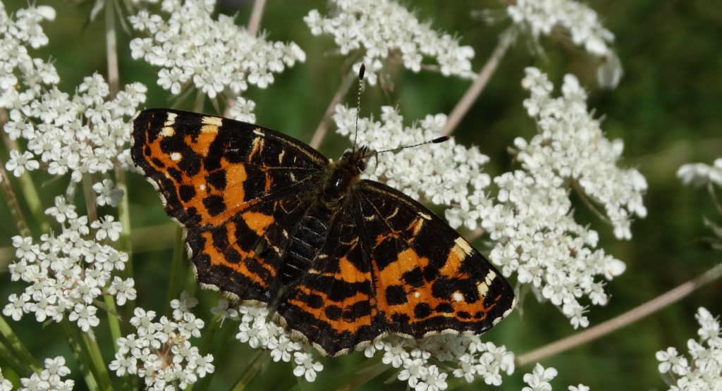 Rusałka kratkowiec (Araschnia levana)