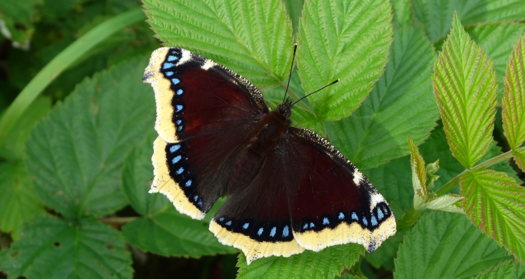 Rusałka żałobnik (Nymphalis antiopa)