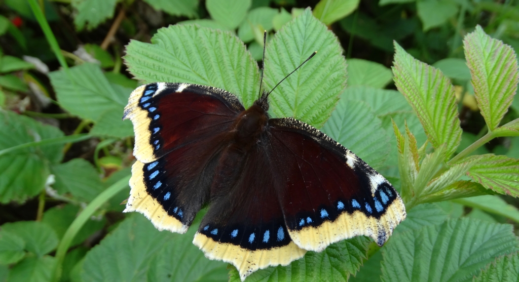 Rusałka żałobnik (Nymphalis antiopa)