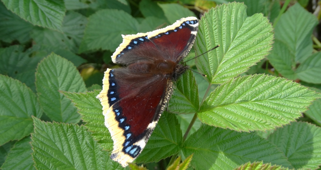 Rusałka żałobnik (Nymphalis antiopa)