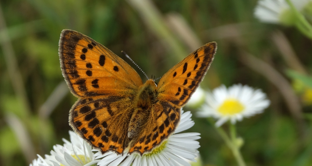 Czerwończyk dukacik (Lycaena virgaureae)