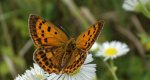Czerwończyk dukacik (Lycaena virgaureae)