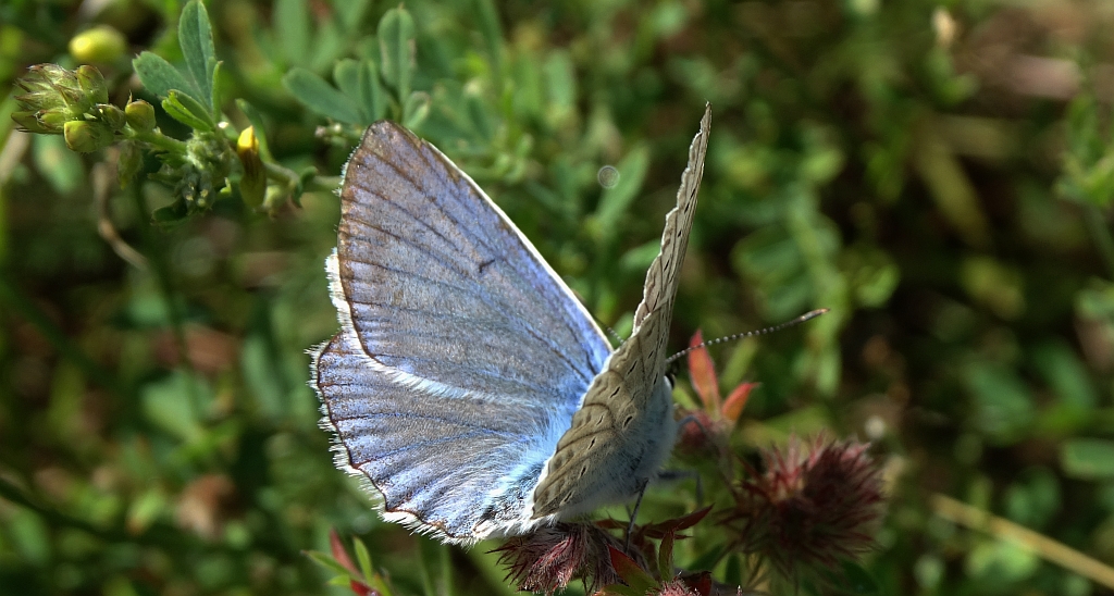 Modraszek dafnid (Polyommatus daphnis)