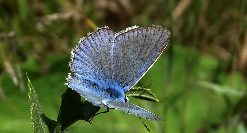 Modraszek dafnid (Polyommatus daphnis)