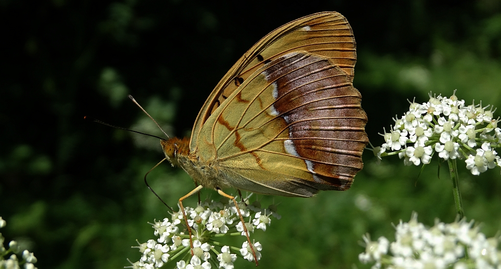 Dostojka laodyce (Argynnis laodice)