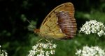 Dostojka laodyce (Argynnis laodice)