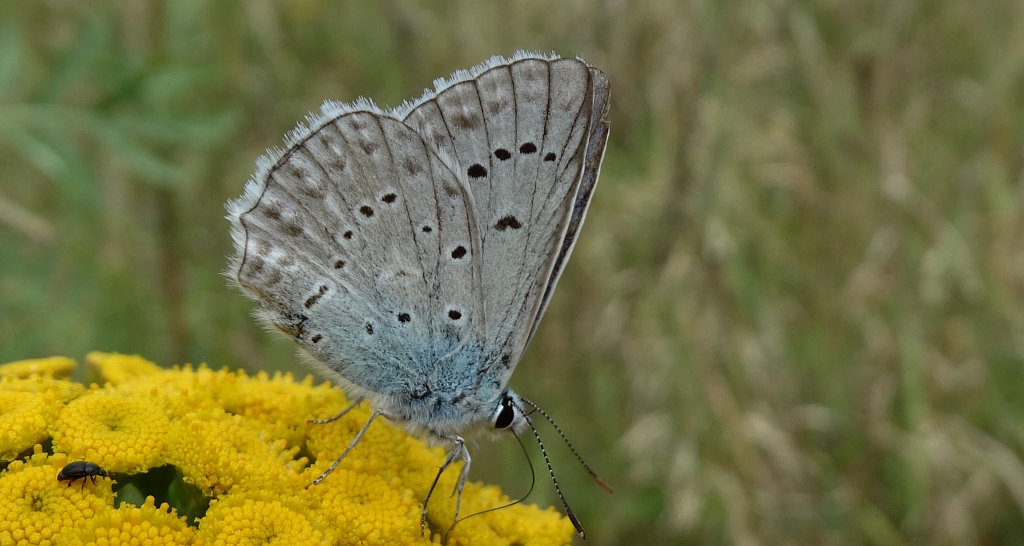 Modraszek dafnid (Polyommatus daphnis)