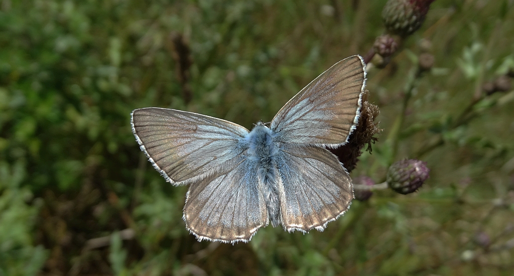 Modraszek korydon (Polyommatus coridon)