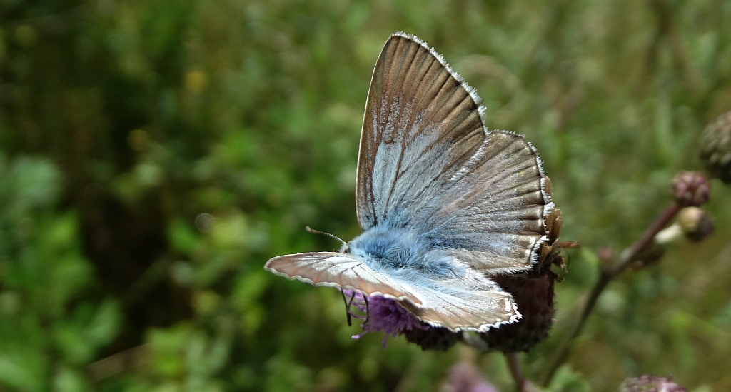 Modraszek korydon (Polyommatus coridon)