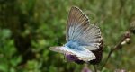 Modraszek korydon (Polyommatus coridon)