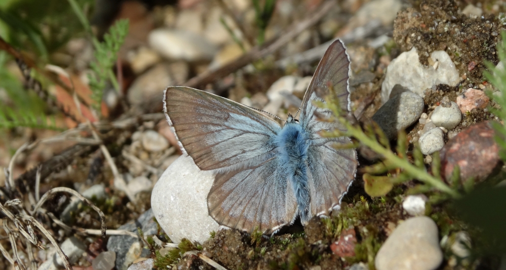 Modraszek korydon (Polyommatus coridon)