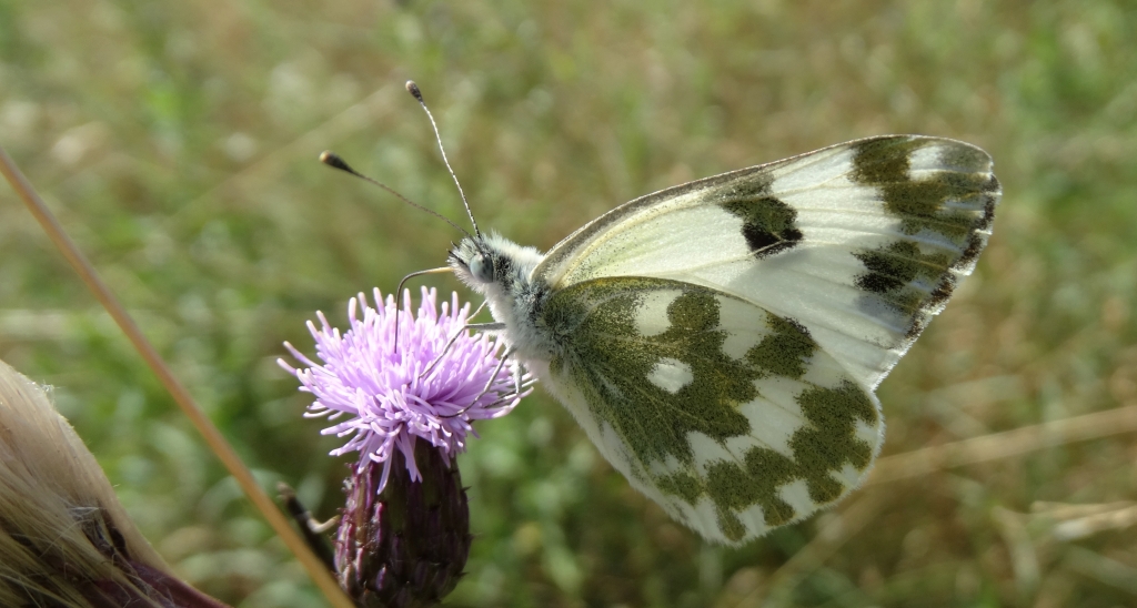 Bielinek rukiewnik (Pontia daplidice)