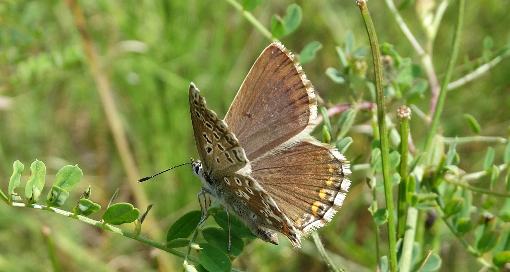 Modraszek korydon (Polyommatus coridon)