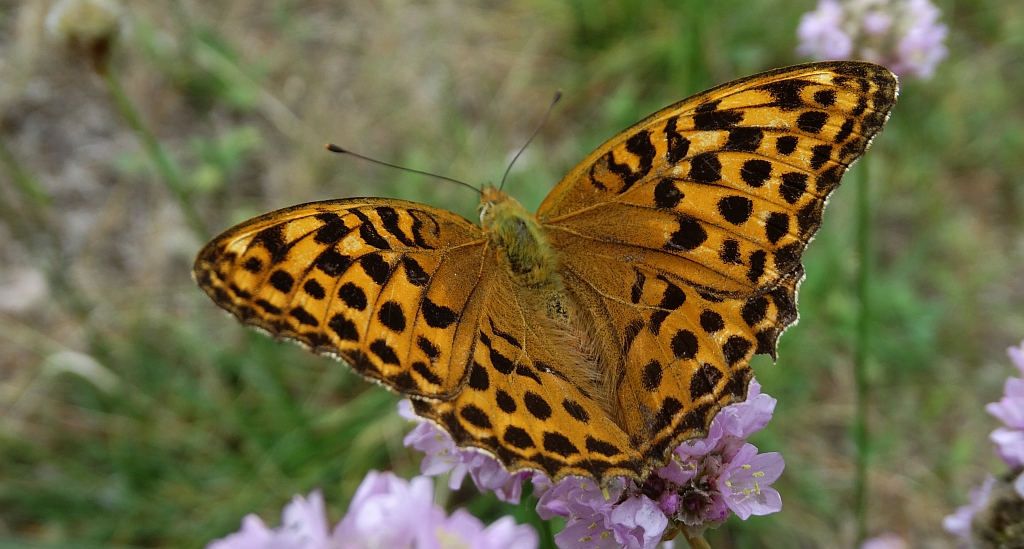 Perłowiec malinowiec, dostojka malinowiec (Argynnis paphia)